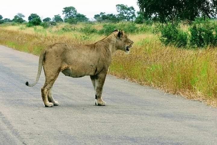 Pilanesberg national park full-day guided tour - Photo 1 of 7